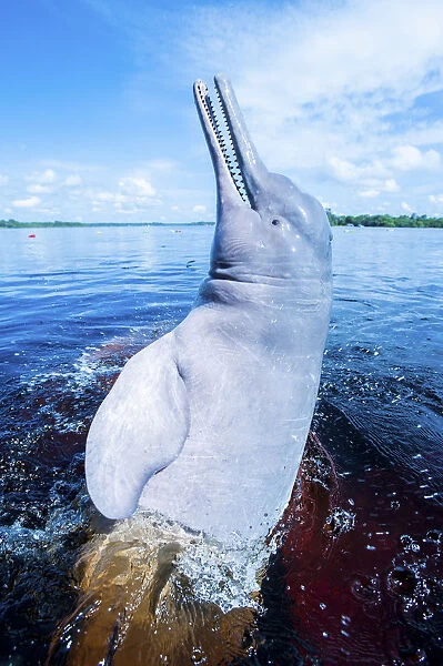 Amazon river dolphin (Inia geoffrensis) breaching, Rio Negro, Amazonia, Brazil