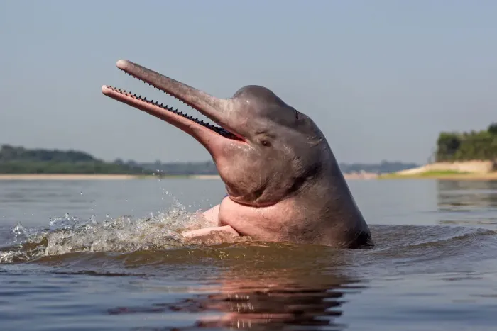 Framed Print : Amazon river dolphin (Inia geoffrensis) Rio Negro, Amazonas, Brazil