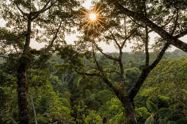 Amazonian canopy at sunset, Yasuni National Park, Orellana, Ecuador, September 2017