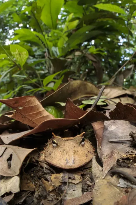 Framed Print : Amazonian Horned Frog (Ceratophrys cornuta) camouflaged amongst leaf litter on lowland Framed Print : Amazonian Horned Frog (Ceratophrys cornuta) camouflaged amongst leaf litter on lowland