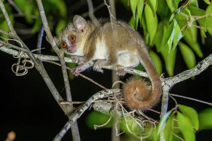 Framed Print : Ambarijeby mouse lemur (Microcebus danfossi) active in tree at night, Anjajavy Private Reserve, north western Madagascar Framed Print : Ambarijeby mouse lemur (Microcebus danfossi) active in tree at night, Anjajavy Private Reserve, north western Madagascar
