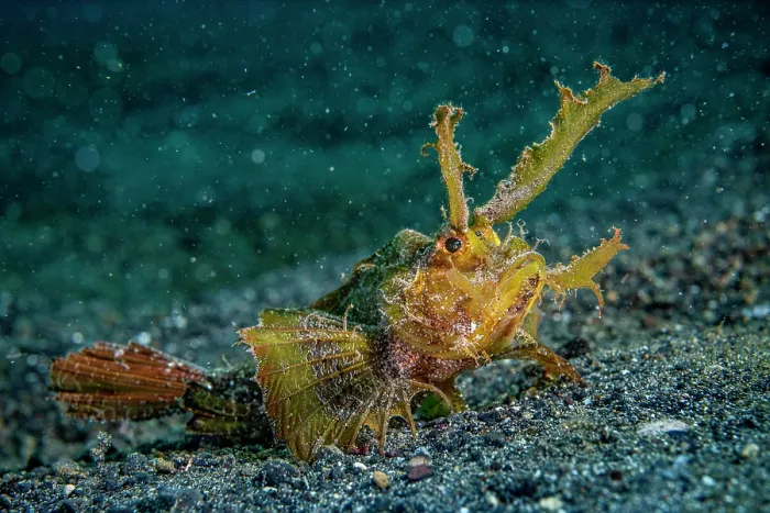 Framed Print : Ambon scorpionfish (Pteroidichthys amboinensis) resting on seabed, Lembeh Strait, North Sulawesi, Indonesia, Pacific Ocean Framed Print : Ambon scorpionfish (Pteroidichthys amboinensis) resting on seabed, Lembeh Strait, North Sulawesi, Indonesia, Pacific Ocean