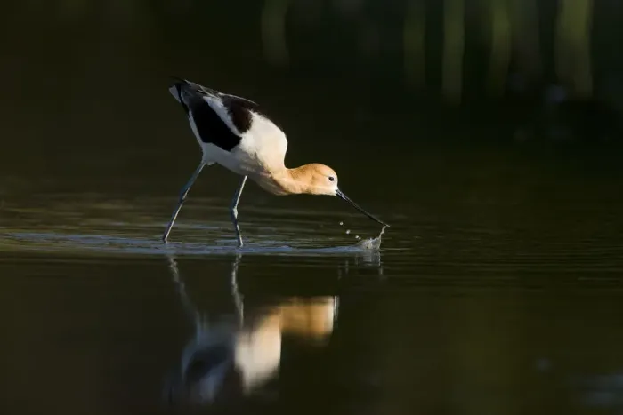 Framed Print : American avocet (Recurvirostra americana), adult in breeding plumage foraging by sweeping Framed Print : American avocet (Recurvirostra americana), adult in breeding plumage foraging by sweeping