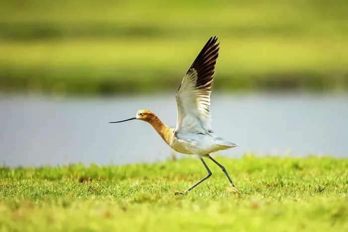 Framed Print : American avocet (Recurvirostra americana) taking flight, Xochimilco, Mexico City, Mexico Framed Print : American avocet (Recurvirostra americana) taking flight, Xochimilco, Mexico City, Mexico