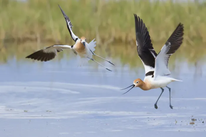 Framed Print : American avocets (Recurvirostra americana) two during aggressive (territorial) encounter Framed Print : American avocets (Recurvirostra americana) two during aggressive (territorial) encounter