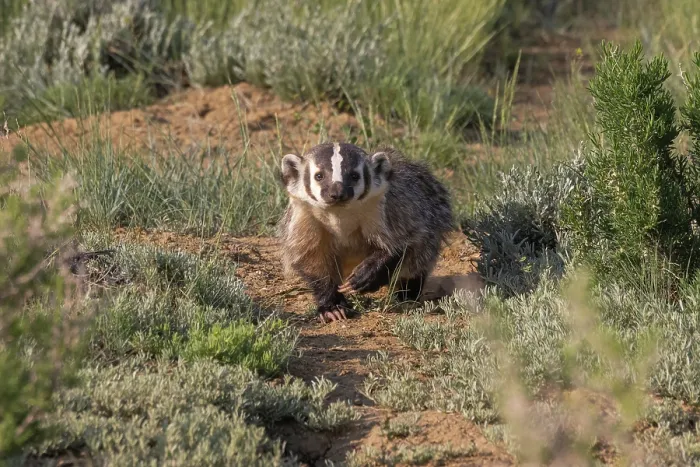 Framed Print : American badger (Taxidea taxus) walking down game trail through steppe upland, Arapaho National Wildlife Refuge, Colorado, USA, June Framed Print : American badger (Taxidea taxus) walking down game trail through steppe upland, Arapaho National Wildlife Refuge, Colorado, USA, June