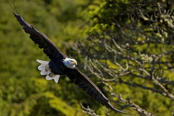 An American Bald Eagle (Haliaeetus leucocephalus) in flight. Vancouver Island, Canada