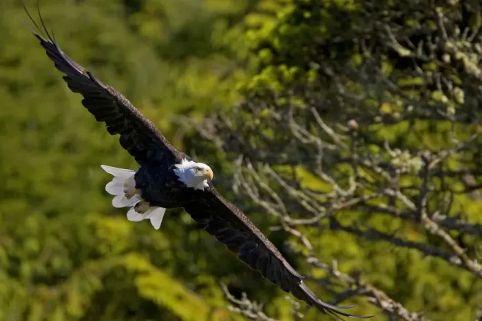 Framed Print : An American Bald Eagle (Haliaeetus leucocephalus) in flight. Vancouver Island, Canada