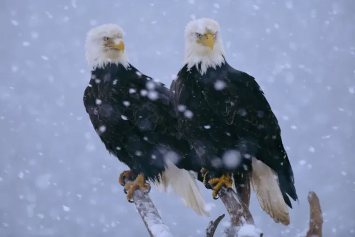 Framed Print : American Bald Eagles perched in snow (Haliaeetus leucocephalus) Alaska Framed Print : American Bald Eagles perched in snow (Haliaeetus leucocephalus) Alaska