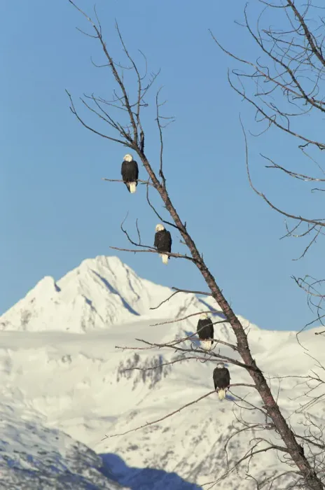 Framed Print : Four American bald eagles perched in tree{Haliaeetus leucocephalus} Chilkat, Alaska, USA Framed Print : Four American bald eagles perched in tree{Haliaeetus leucocephalus} Chilkat, Alaska, USA