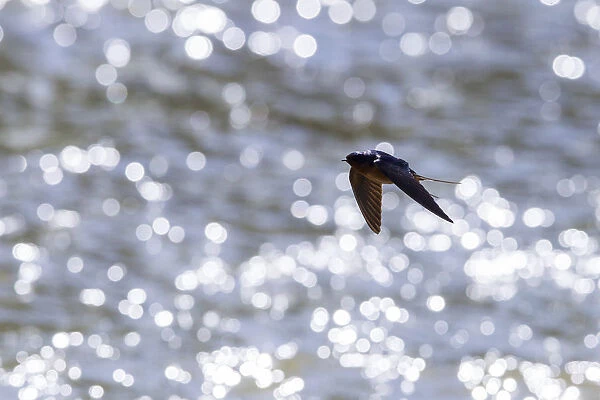 American barn swallow (Hirundo rustica erythrogaster) in flight catching insects