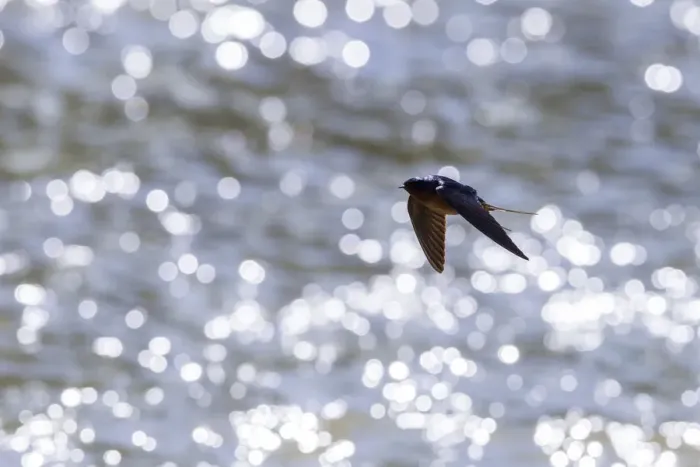 Framed Print : American barn swallow (Hirundo rustica erythrogaster) in flight catching insects Framed Print : American barn swallow (Hirundo rustica erythrogaster) in flight catching insects