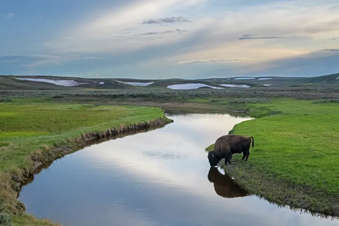 Framed Print : American bison (Bison bison) bull drinking from mountain creek at dusk, Yellowstone National Park, Wyoming, USA, May Framed Print : American bison (Bison bison) bull drinking from mountain creek at dusk, Yellowstone National Park, Wyoming, USA, May