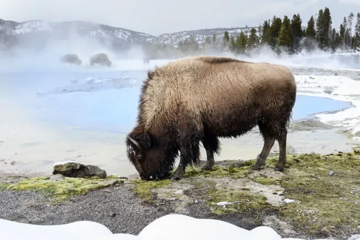 Framed Print : American bison (Bison bison) female grazing near thermal pool, snow on ground Framed Print : American bison (Bison bison) female grazing near thermal pool, snow on ground