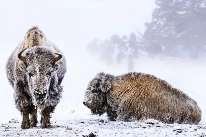 Framed Print : American bison (Bison bison), two females covered in hoar frost near hot spring, portrait Framed Print : American bison (Bison bison), two females covered in hoar frost near hot spring, portrait