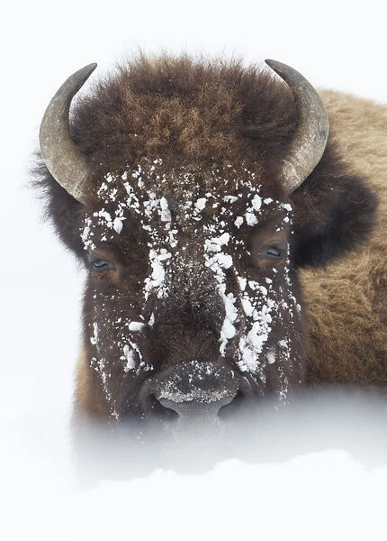 American Bison (Bison bison) lying in snow field, Hayden Valley, Yellowstone National Park