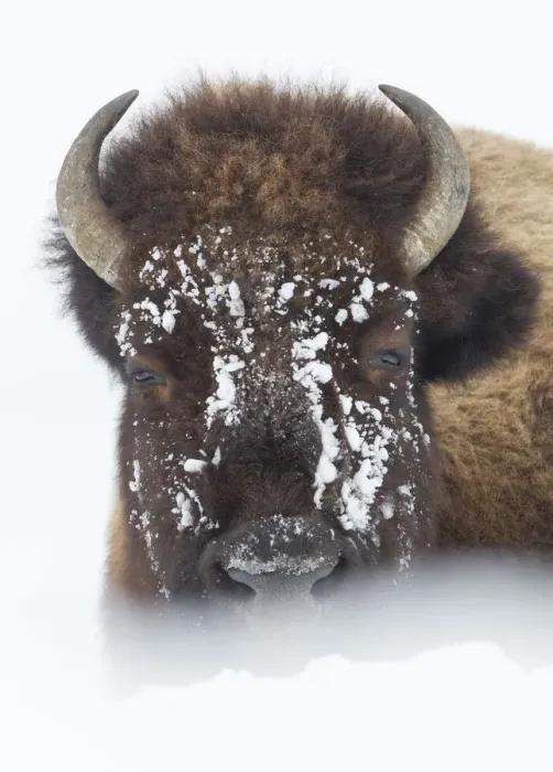 Framed Print : American Bison (Bison bison) lying in snow field, Hayden Valley, Yellowstone National Park Framed Print : American Bison (Bison bison) lying in snow field, Hayden Valley, Yellowstone National Park