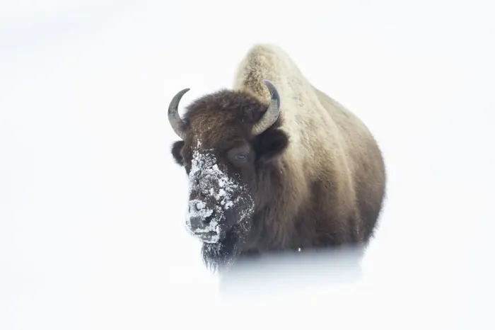 Framed Print : American Bison (Bison bison) walking through snow field, Hayden Valley, Yellowstone National Park Framed Print : American Bison (Bison bison) walking through snow field, Hayden Valley, Yellowstone National Park