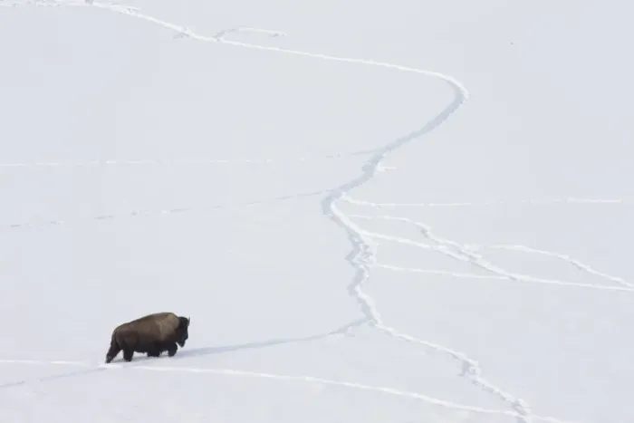 Framed Print : American bison (Bison bison) walking through snow using tracks made by other animals Framed Print : American bison (Bison bison) walking through snow using tracks made by other animals