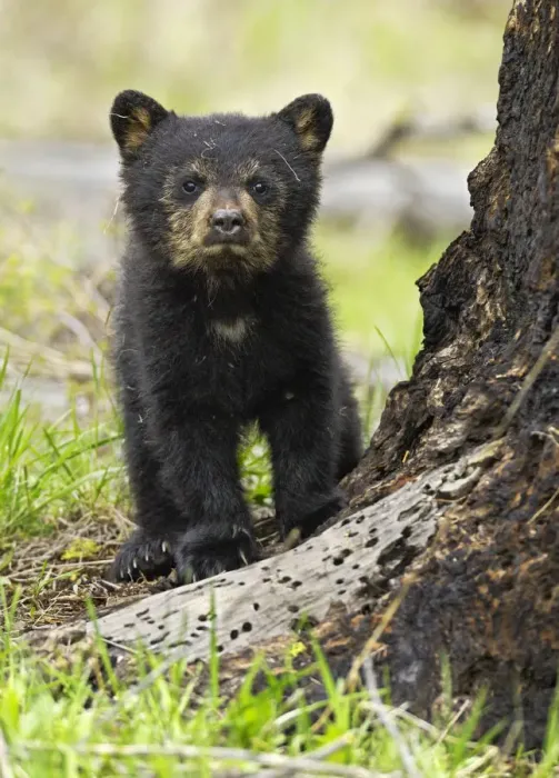 Framed Print : American Black Bear (Ursus americanus) cub. Yellowstone National Park, Wyoming, June Framed Print : American Black Bear (Ursus americanus) cub. Yellowstone National Park, Wyoming, June