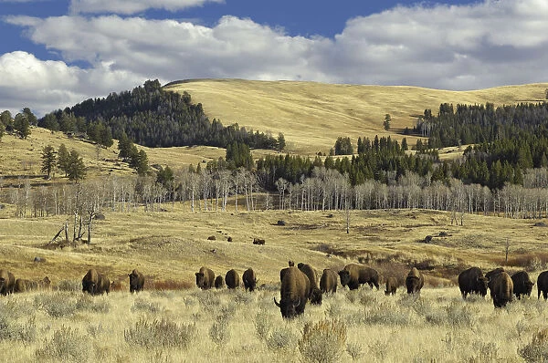 American Buffalo  /  Bison (Bison bison) grazing in open plains. Yellowstone National Park