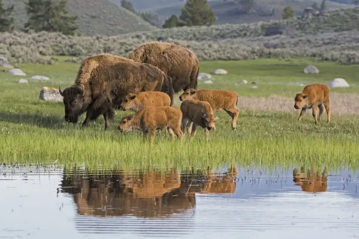 Framed Print : American Buffalo or Bison (Bison bison) group with calves, Yellowstone National Park Framed Print : American Buffalo or Bison (Bison bison) group with calves, Yellowstone National Park