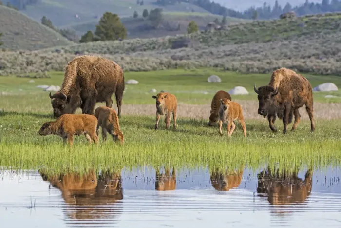 Framed Print : American Buffalo or Bison (Bison bison) groups with calves, Yellowstone National Park Framed Print : American Buffalo or Bison (Bison bison) groups with calves, Yellowstone National Park