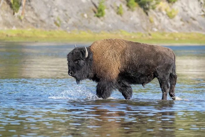 Framed Print : American buffalo (Bison bison) bull crossing the Yellowstone River in autumn, Yellowstone National Park, Wyoming, USA. October Framed Print : American buffalo (Bison bison) bull crossing the Yellowstone River in autumn, Yellowstone National Park, Wyoming, USA. October
