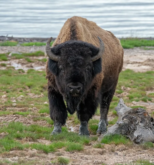 Framed Print : American buffalo (Bison bison) bull standing on the shoreline of Yellowstone Lake, Yellowstone National Park, Wyoming, USA. June