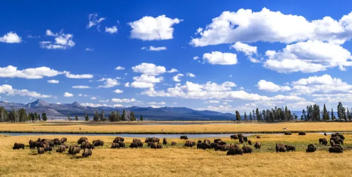 Framed Print : American buffalo (Bison bison) herd. Yellowstone National Park, Wyoming, USA Framed Print : American buffalo (Bison bison) herd. Yellowstone National Park, Wyoming, USA