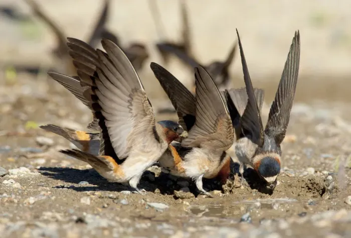 Framed Print : American Cliff Swallow (Petrochelidon pyrrhonota) fluttering its wings while it gathers Framed Print : American Cliff Swallow (Petrochelidon pyrrhonota) fluttering its wings while it gathers