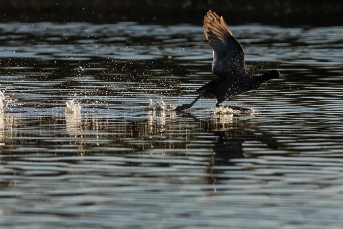 Framed Print : American coot (Fulica americana) taking flight from water at sunrise, Cienega de Santa Clara, Colorado River, Sonora, Mexico Framed Print : American coot (Fulica americana) taking flight from water at sunrise, Cienega de Santa Clara, Colorado River, Sonora, Mexico