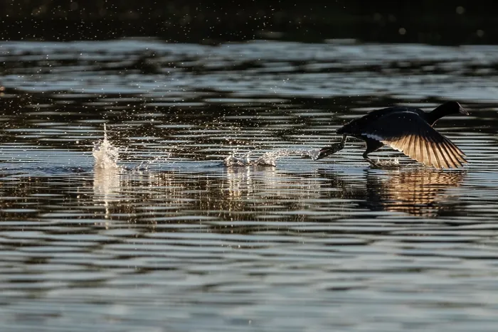 Framed Print : American coot (Fulica americana) taking flight from water at sunrise, Cienega de Santa Clara, Colorado River, Sonora, Mexico Framed Print : American coot (Fulica americana) taking flight from water at sunrise, Cienega de Santa Clara, Colorado River, Sonora, Mexico