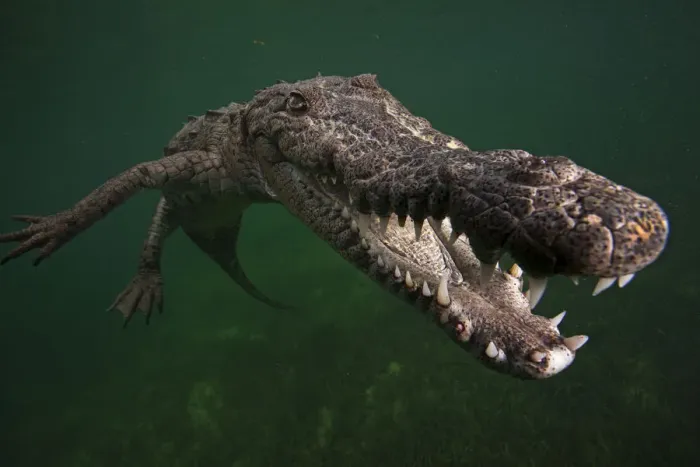 Framed Print : American crocodile (Crocodylus acutus), underwater, Jardines de la Reina / Gardens Framed Print : American crocodile (Crocodylus acutus), underwater, Jardines de la Reina / Gardens
