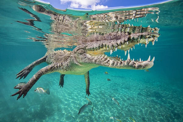 American crocodile (Crocodylus acutus) reflected in the surface as it floats