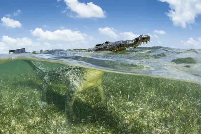 Framed Print : American crocodile (Crocodylus acutus) on seagrass bed. Head surfacing, split level view Framed Print : American crocodile (Crocodylus acutus) on seagrass bed. Head surfacing, split level view