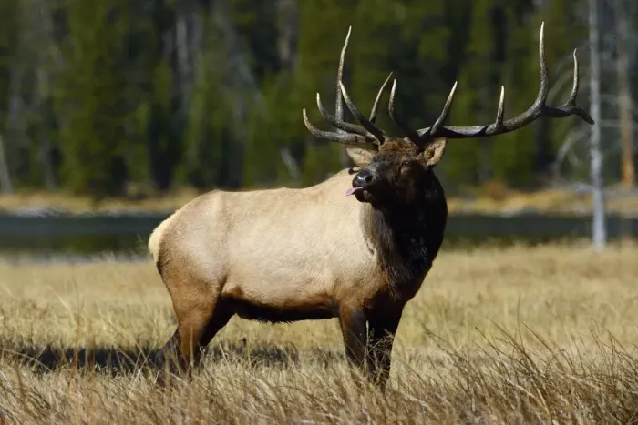 Framed Print : American elk (Cervus elaphus canadensis) stag sticking tongue out, Yellowstone National Park Framed Print : American elk (Cervus elaphus canadensis) stag sticking tongue out, Yellowstone National Park
