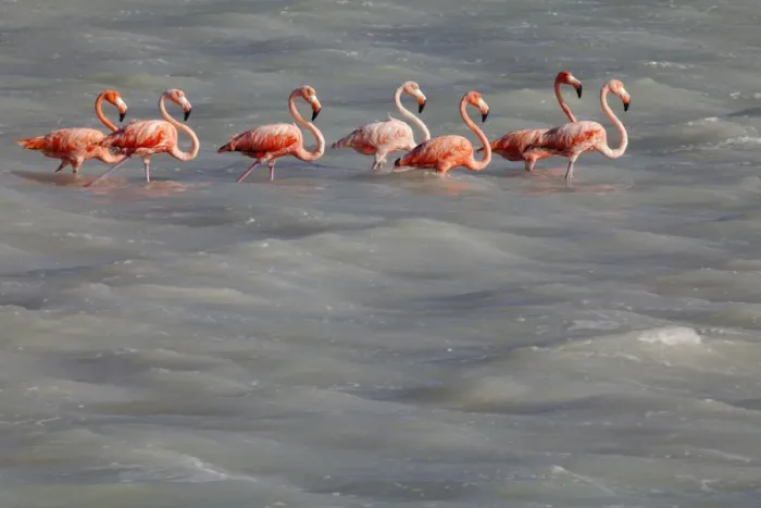 Framed Print : American Flamingo (Phoenicopterus ruber), Ria Lagartos Biosphere Reserve, Yucatan Peninsula Framed Print : American Flamingo (Phoenicopterus ruber), Ria Lagartos Biosphere Reserve, Yucatan Peninsula