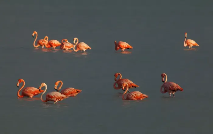 Framed Print : American Flamingo (Phoenicopterus ruber), Ria Lagartos Biosphere Reserve, Yucatan Peninsula Framed Print : American Flamingo (Phoenicopterus ruber), Ria Lagartos Biosphere Reserve, Yucatan Peninsula