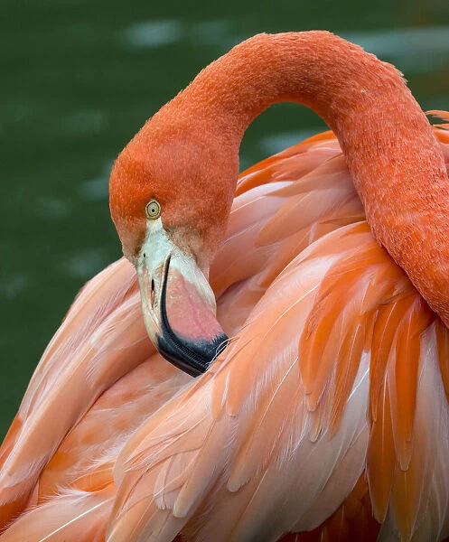 American flamingo (Phoenicopterus ruber) preening feathers. Captive