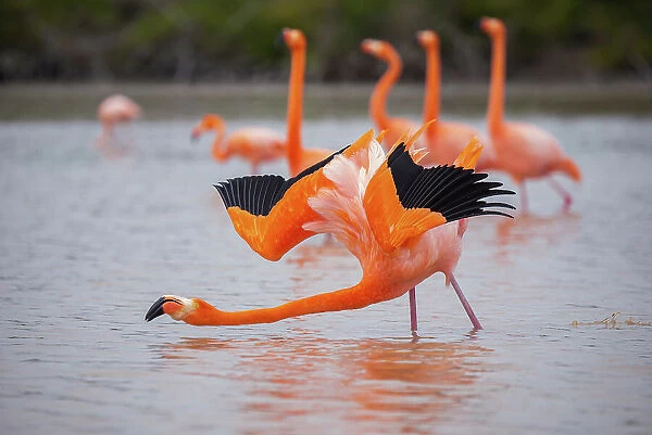 American flamingo (Phoenicopterus ruber) performing courtship wing flashing, Quinta Playa, Isabela Island, Galapagos Islands, Ecuador