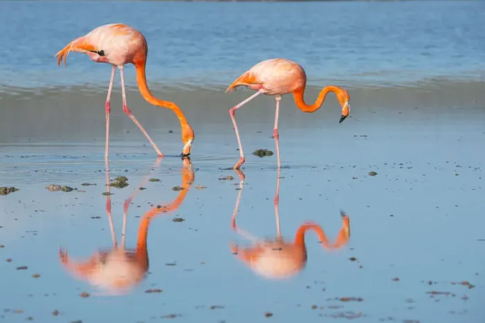Framed Print : American flamingo (Phoenicopterus ruber) two feeding on the shore, Punta Cormorant Framed Print : American flamingo (Phoenicopterus ruber) two feeding on the shore, Punta Cormorant