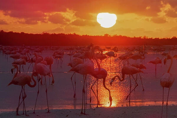 American flamingo (Phoenicopterus ruber) flock, feeding in lake at sunset, Rio Lagartas Biosphere Reserve, Yucatan Peninsula, Mexico
