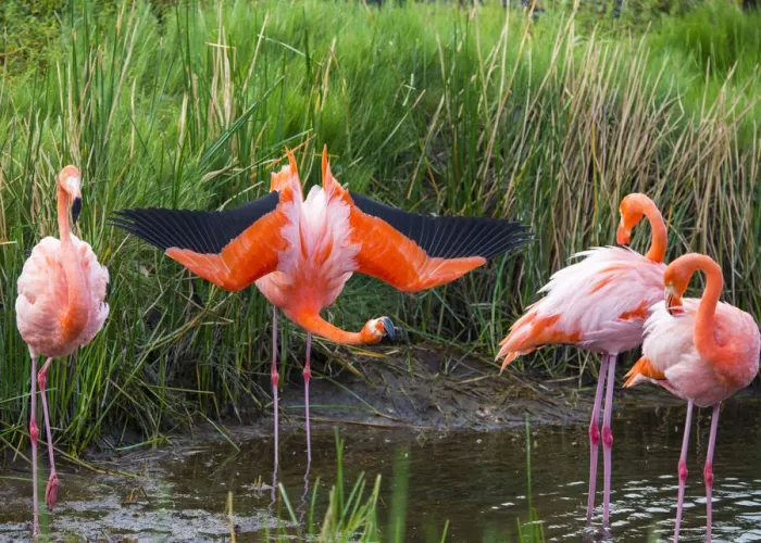 Framed Print : American flamingo (Phoenicopterus ruber) group of four with one displaying Punta Moreno Framed Print : American flamingo (Phoenicopterus ruber) group of four with one displaying Punta Moreno