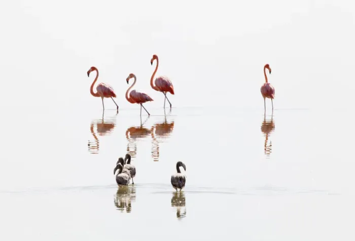 Framed Print : American Flamingo (Phoenicopterus ruber) juveniles following adults, Ria Lagartos Biosphere Reserve Framed Print : American Flamingo (Phoenicopterus ruber) juveniles following adults, Ria Lagartos Biosphere Reserve