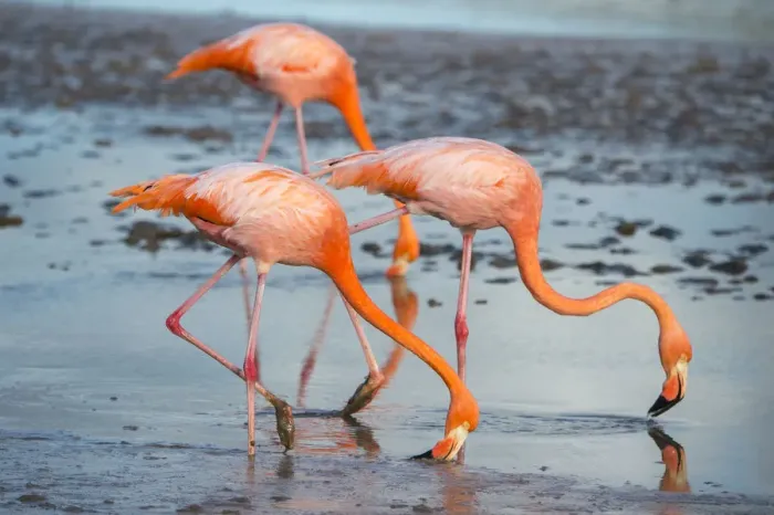 Framed Print : American flamingo (Phoenicopterus ruber) pair in courtship, group of three feeding Framed Print : American flamingo (Phoenicopterus ruber) pair in courtship, group of three feeding