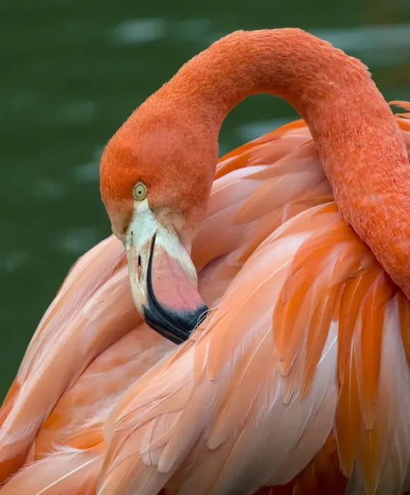 Framed Print : American flamingo (Phoenicopterus ruber) preening feathers. Captive Framed Print : American flamingo (Phoenicopterus ruber) preening feathers. Captive