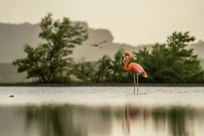 Framed Print : American flamingo (Phoenicopterus ruber) standing in shallow water with another in flight in the background, Jan-Kok, Curacao, Dutch Caribbean Framed Print : American flamingo (Phoenicopterus ruber) standing in shallow water with another in flight in the background, Jan-Kok, Curacao, Dutch Caribbean