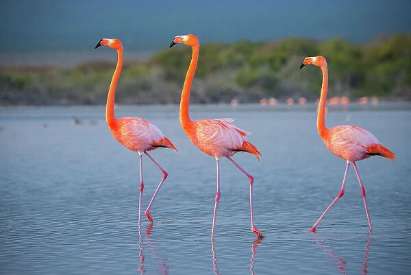 American flamingos (Phoenicopterus ruber) wading through salt pond, Quinta Playa, Isabela Island, Galapagos Islands, Ecuador