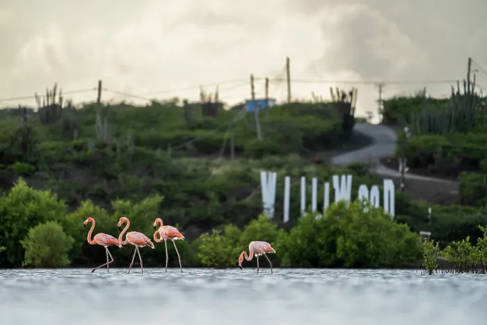 Framed Print : American flamingos (Phoenicopterus ruber) foraging in shallow water infront of St. Willibrordus sign and road, Jan-Kok, Curacao, Dutch Caribbean Framed Print : American flamingos (Phoenicopterus ruber) foraging in shallow water infront of St. Willibrordus sign and road, Jan-Kok, Curacao, Dutch Caribbean